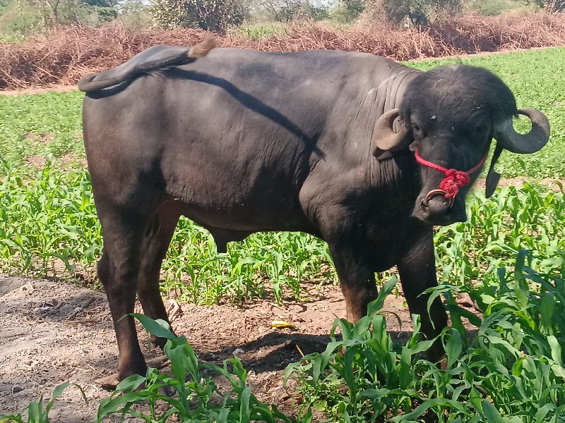 પાડૌ વૈશવાનોછે