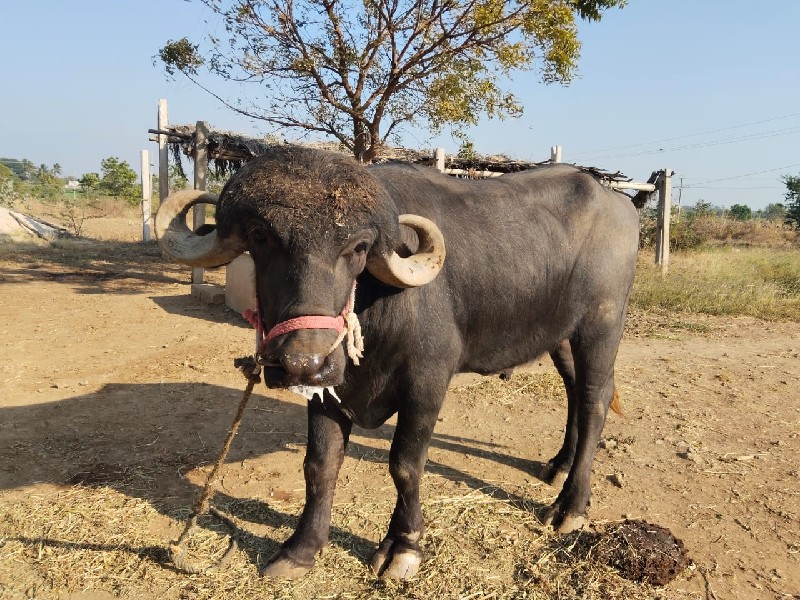 પાઙો વેચવાનો છે