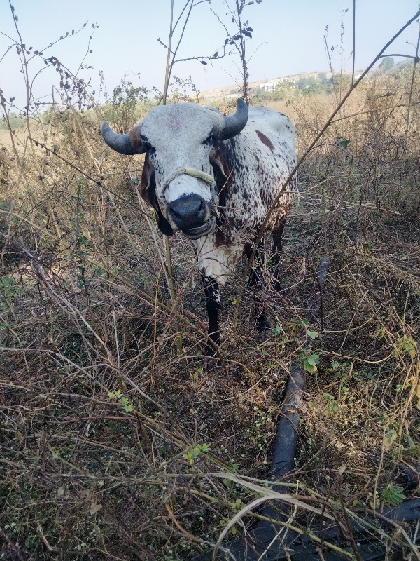 લિવડી વોડકી પેલ...