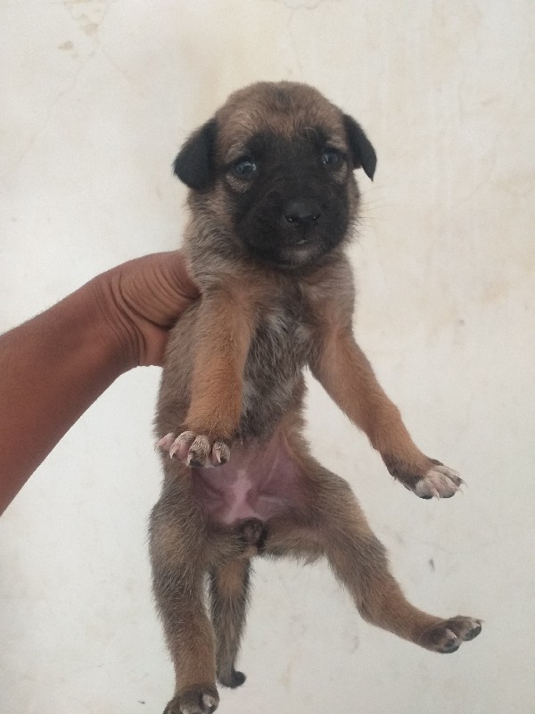 gsd female pupp...