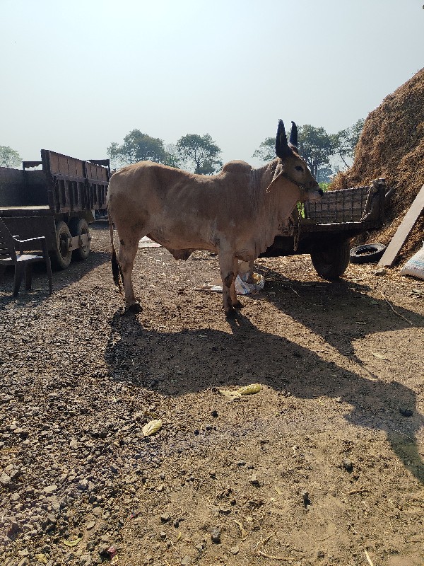 ૧ વાવણી કરેલ બળ...