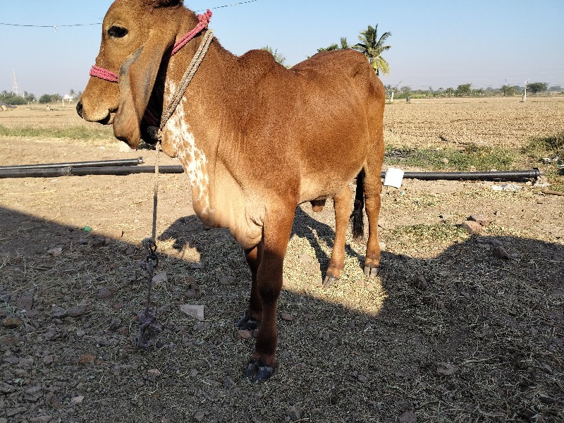 વાછડી વેચવા ની...