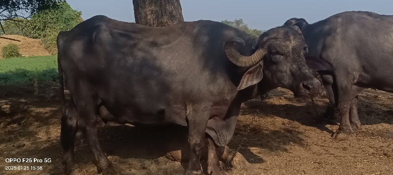 વેસવાની સે