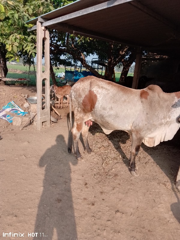 ગાય વેસવાનીછે