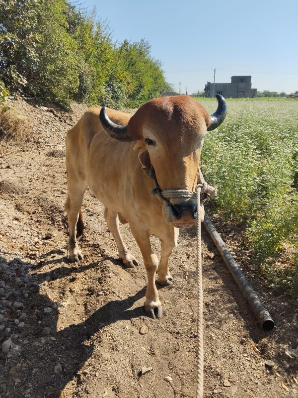 બળદ વેચવાનો  છે...