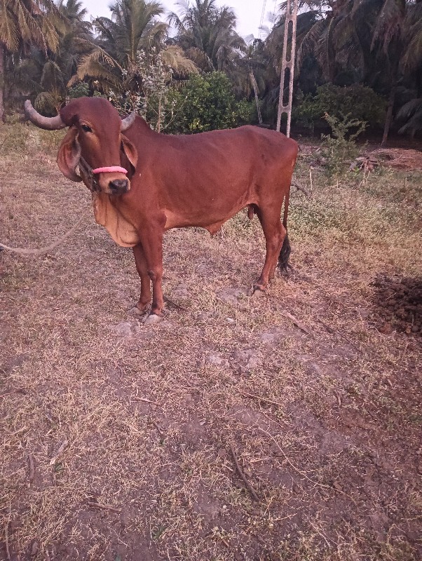 ગાય વેચવાની છે