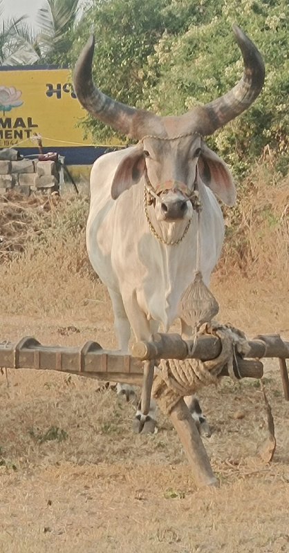 બળદ વેચવા ના સે