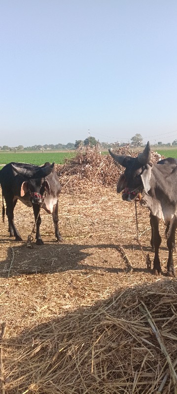 ગોધળા વેસવાના સ...