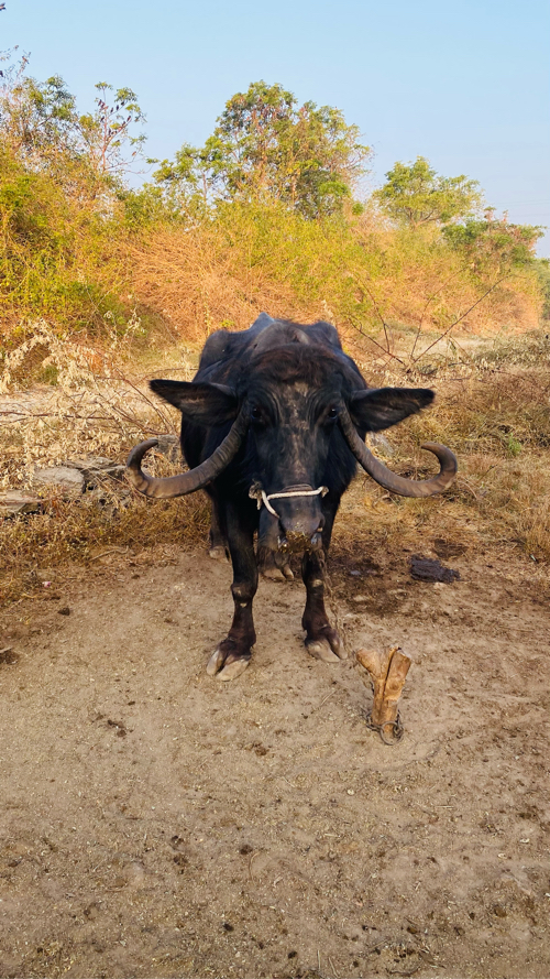 15 દિવસ ની કાશી...