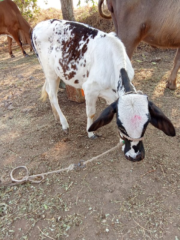 hf  વાછડી વેચવા...