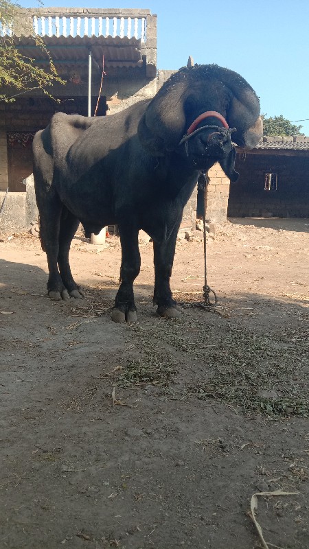 પાડો વેચવાનો છે