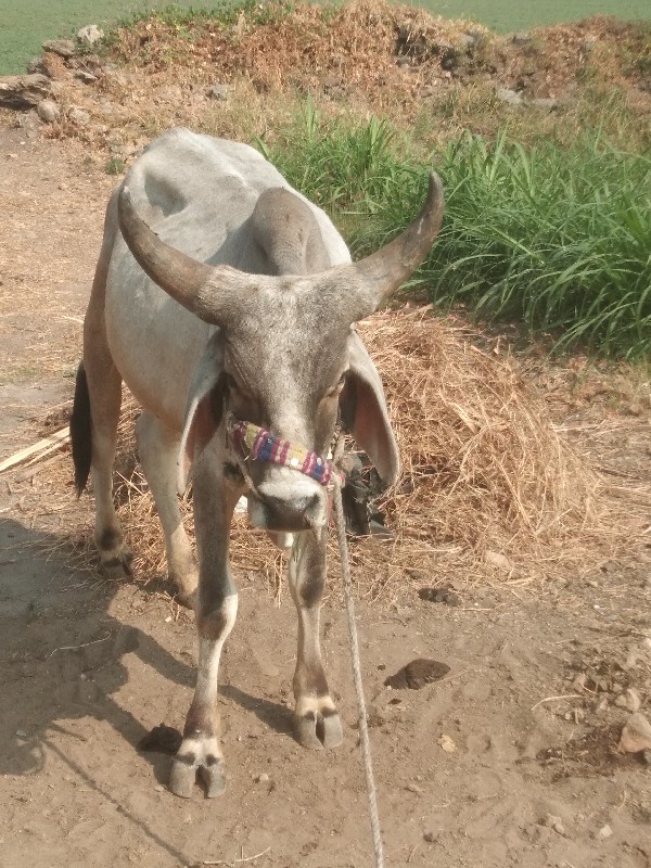 ગોઢલો વેચવા નો...