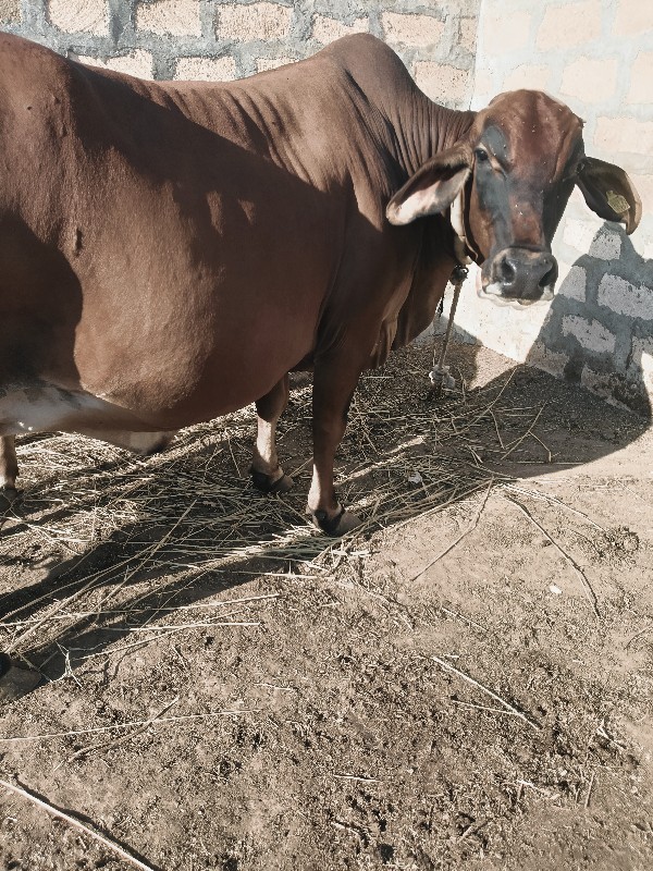 ગાય વેચવાની છે