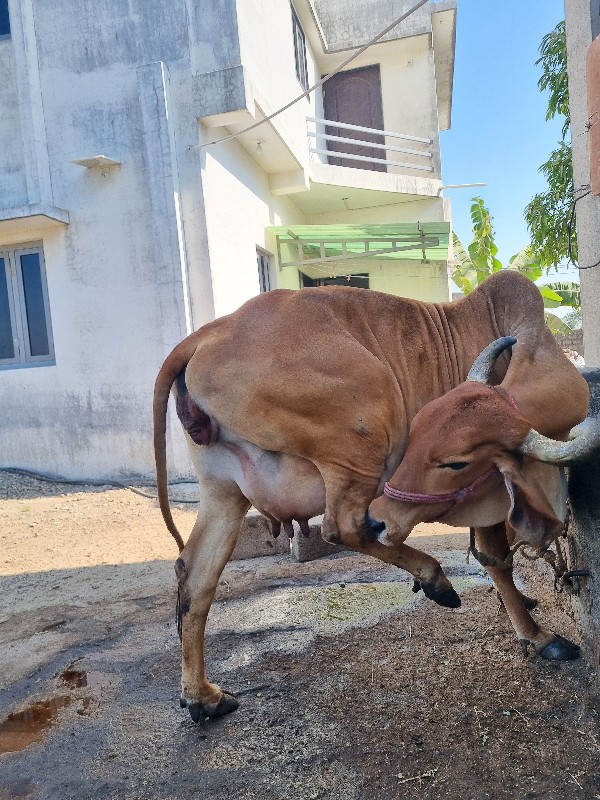 ગાય વેચવાની છે