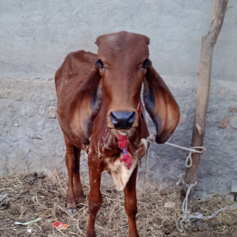 વાસડીવેશવાનેછે