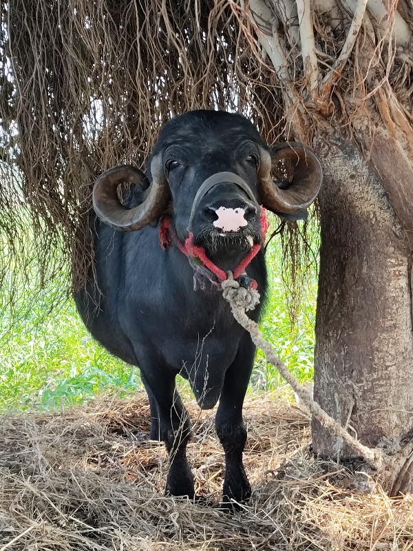 ભેંસ વેચવાની