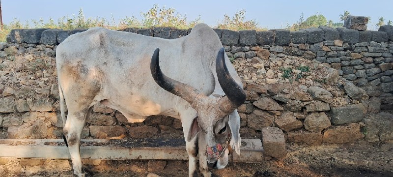 બળદ