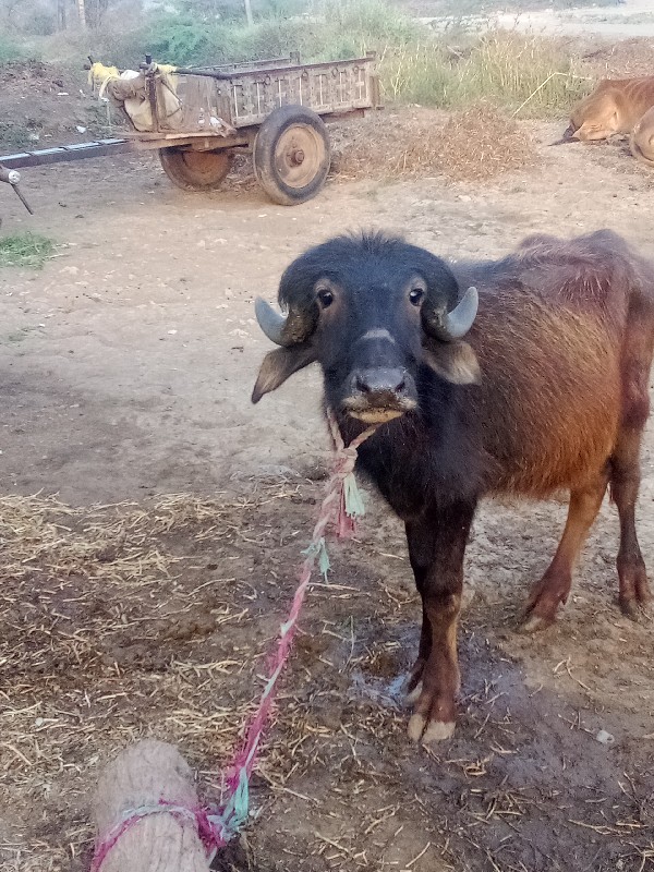 કિંમત 16000