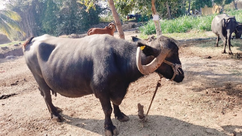 ભેંસ વેચવાની છે