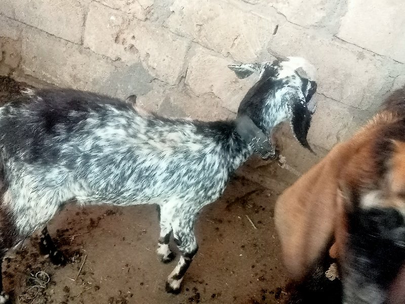 bakri