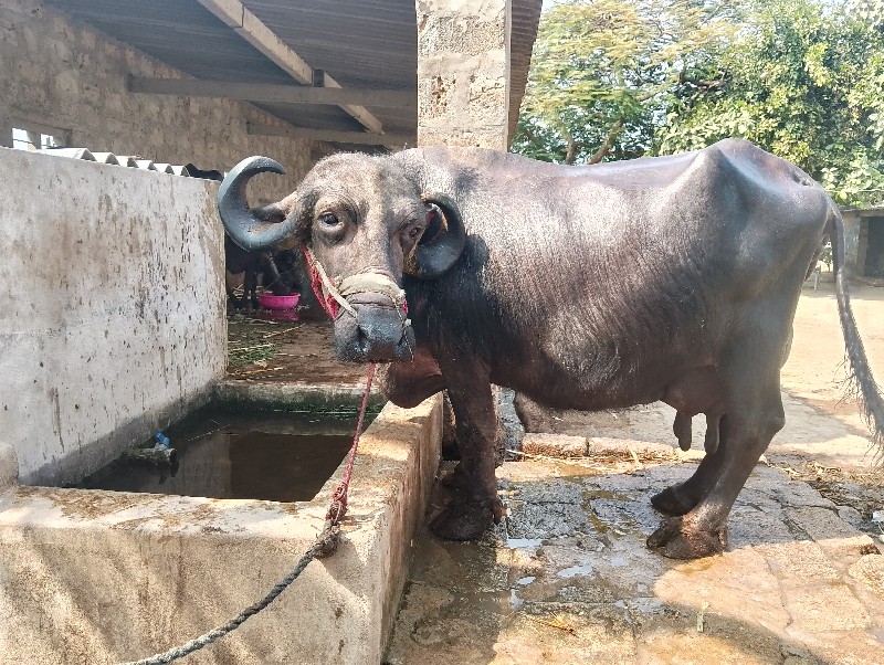 વેસવાનીછે