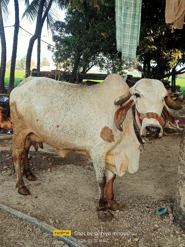 ગીર લીલડી ગાય