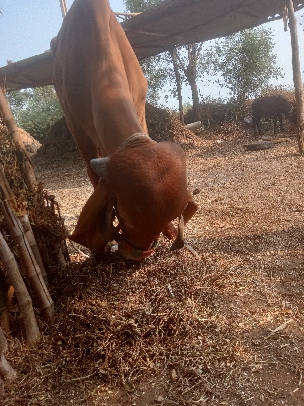 ગીર હોડકી 2 વરશ...