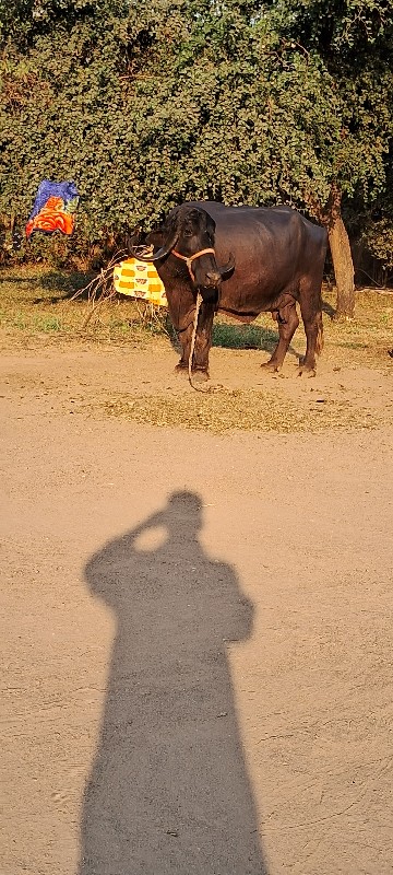 ભેંસ વેચવાની છે...