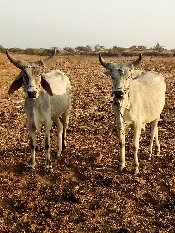 ગોઢલાં વેચવા ના...