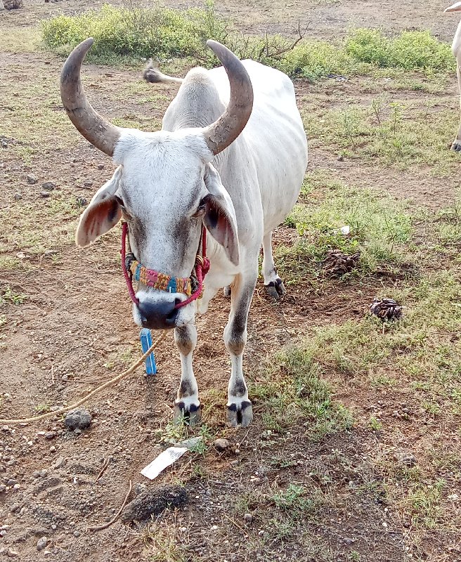 સોજા