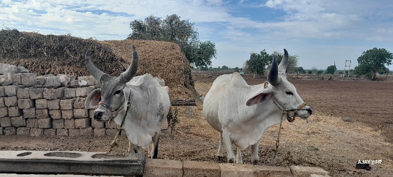 ગોઢલા વેચવાના છ...