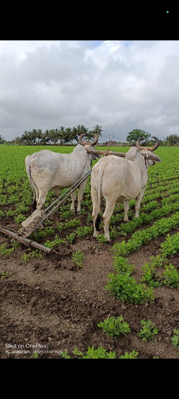 બળદ વેચવાના છે.