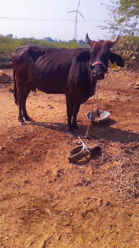 જસી ગાય વેચવાની...