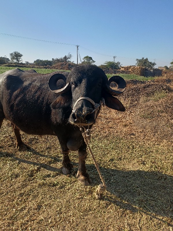 ભેંસ વેચવાની છે