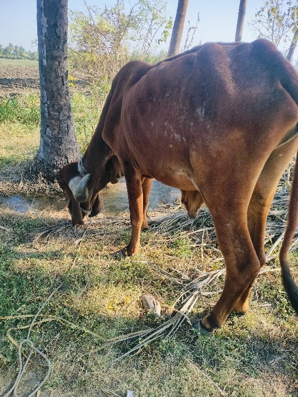 ફૂલ જવાબદારી વા...