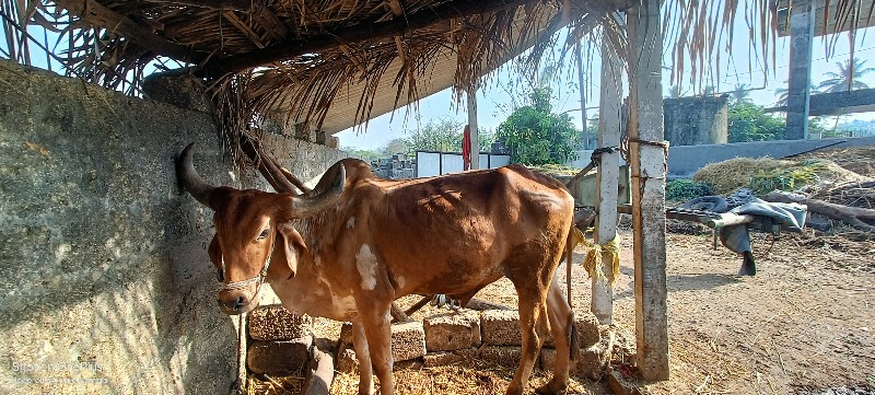 બળદ વેચવાનો