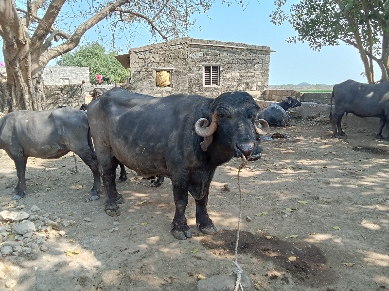 પાડો વેસવાનો છે