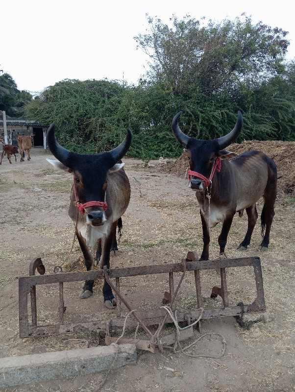 બળધુ વેચવાના છે...