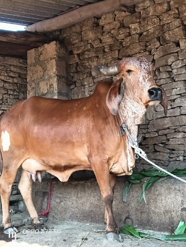 ઓરીજનલ ગીર કાબર...