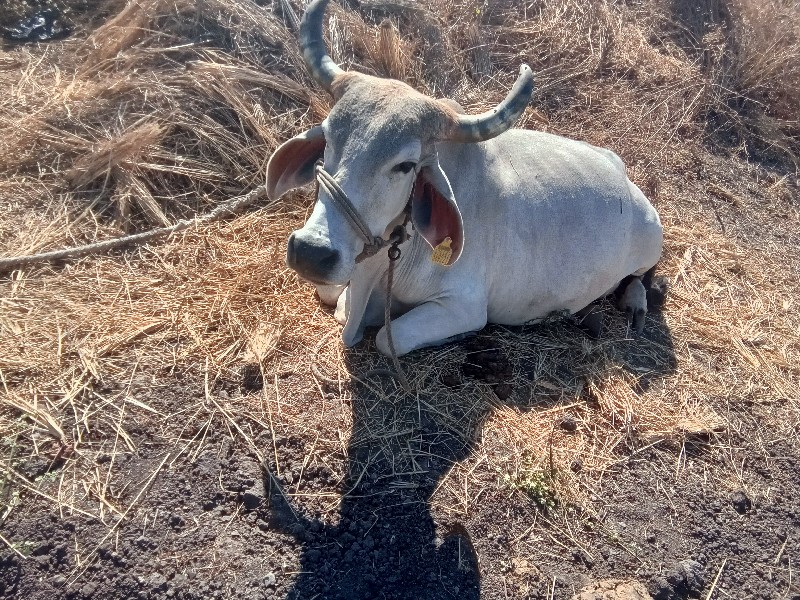 આ ગાય વેચવા ની...