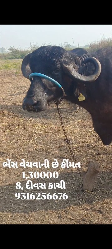 ખોટાં ફોન નોકરવ...