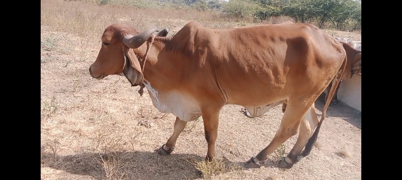 સાટા કરવાં છે બ...