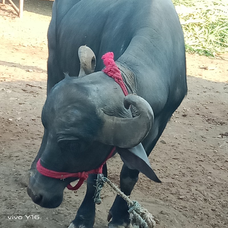 બે કરેલી વેચવાન...