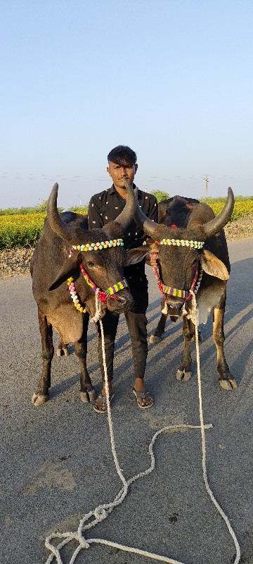 ફુલ જવાબદારી થી...