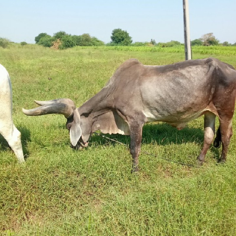 વેશવાના છે