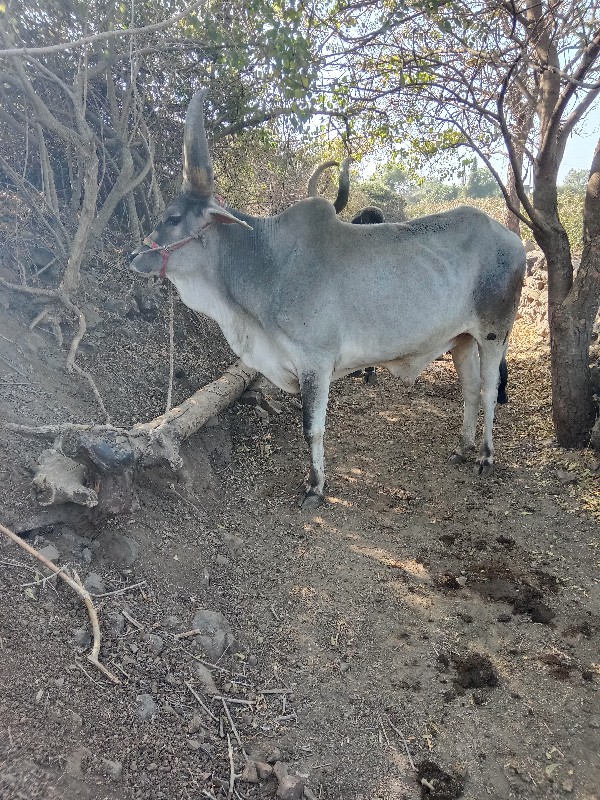 ગોધાલો વેચવાનો...