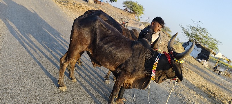 ફુલ જવાબદારી થી...