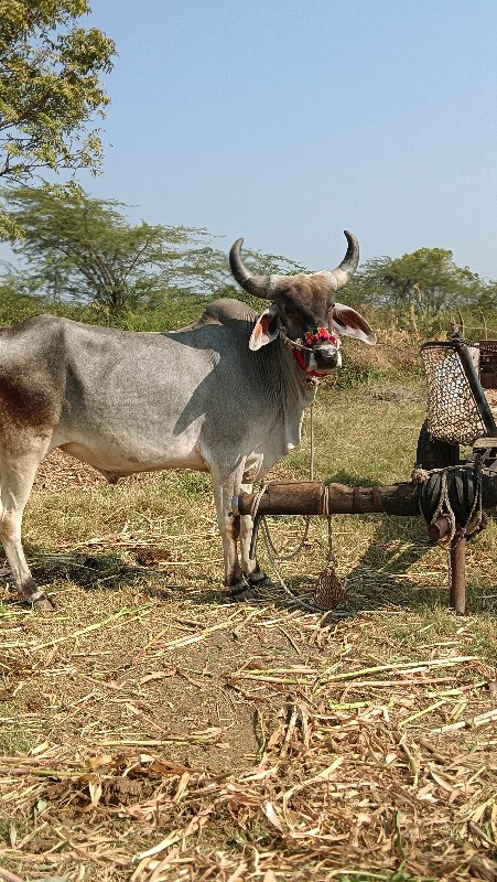 1 વાવણી વાવેલા