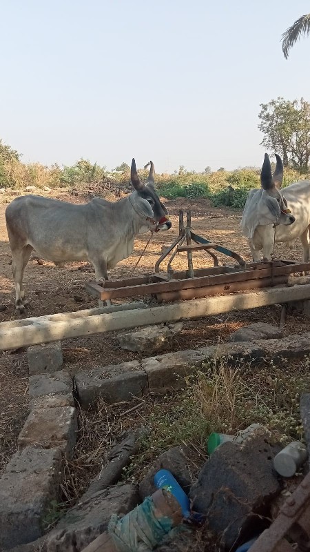 ગોધલા વેસવાનાસે