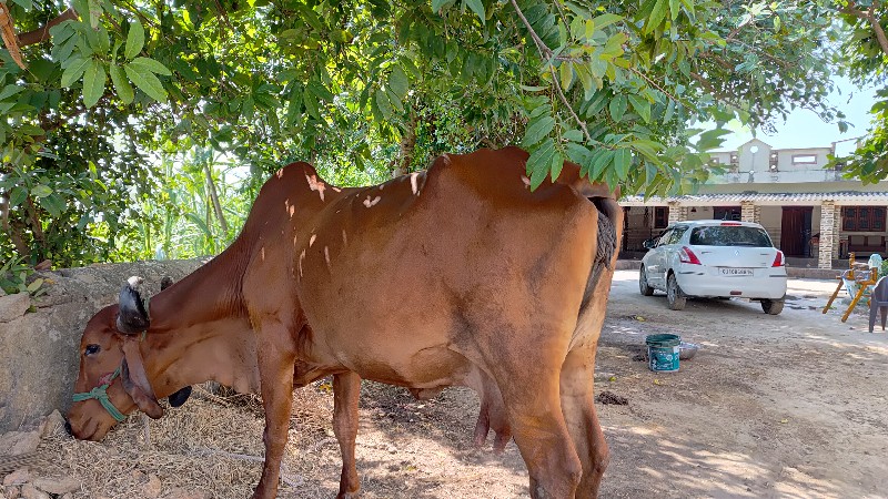 17 liter દૂધ છે